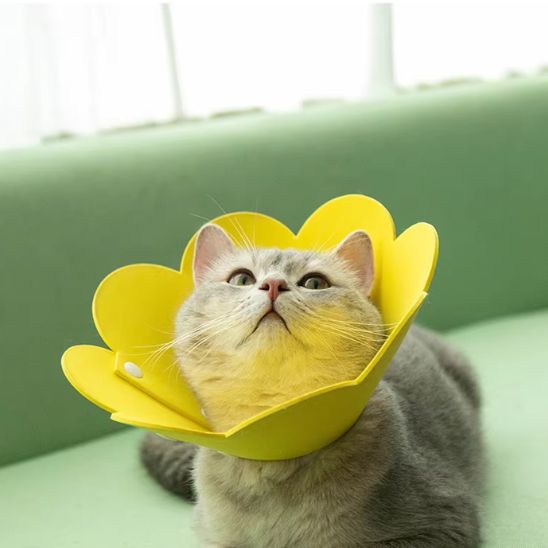 Collerette Chat | ColjuCats™ - L'avenir des chats