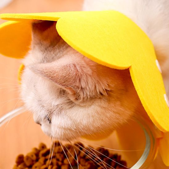 Collerette Chat | ColjuCats™ - L'avenir des chats