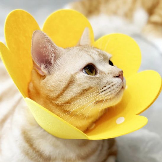 Collerette Chat | ColjuCats™ - L'avenir des chats