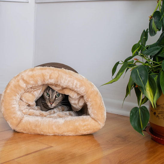 coussin a chat repose