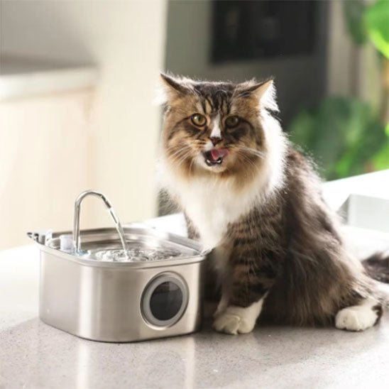 Fontaine a eau chat | FontiCats™ - L'avenir des chats