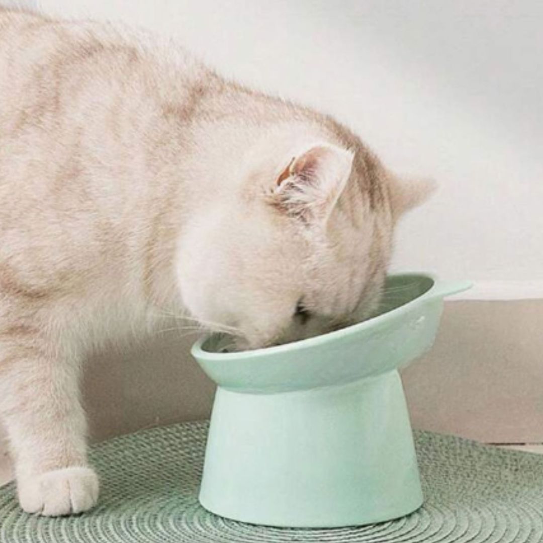 Gamelle Chat | GameCatsâą - L'avenir des chats
