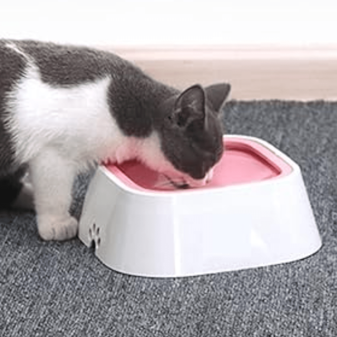 Gamelle chat | GlouCatsâą - L'avenir des chats