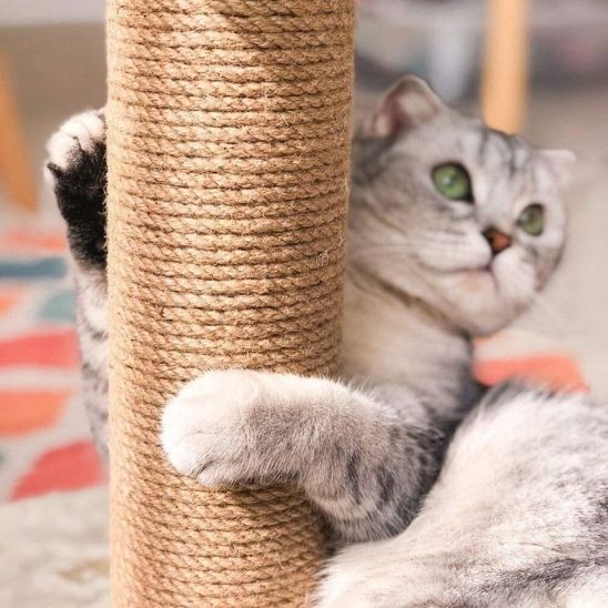 Griffoir chat | GrifouCatsâą - L'avenir des chats