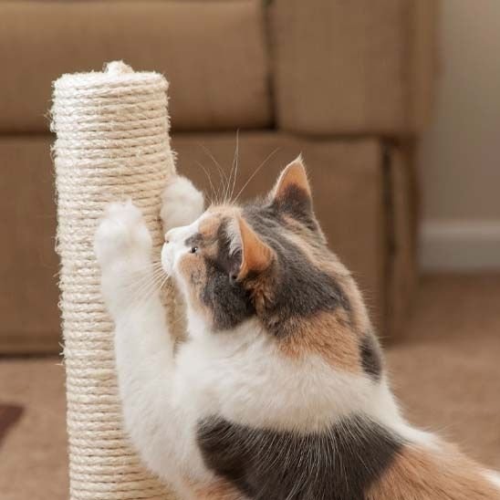 Griffoir chat | GrifouCatsâą - L'avenir des chats