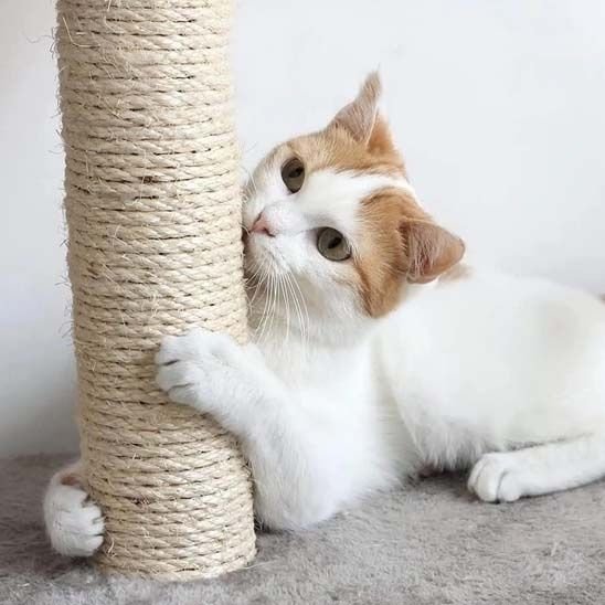 Griffoir chat | GrifouCatsâą - L'avenir des chats