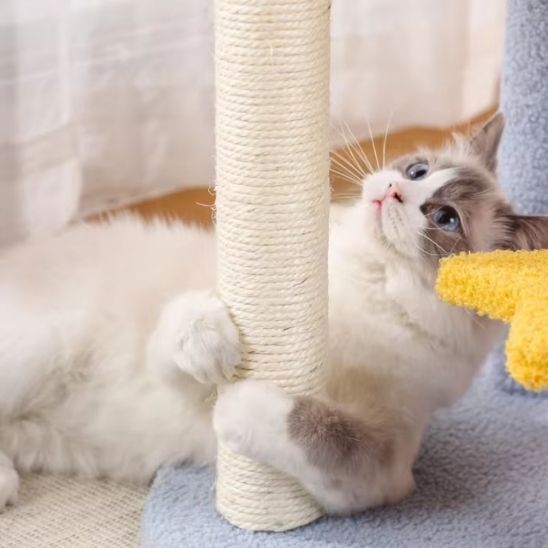 Griffoir chat | GrifouCatsâą - L'avenir des chats