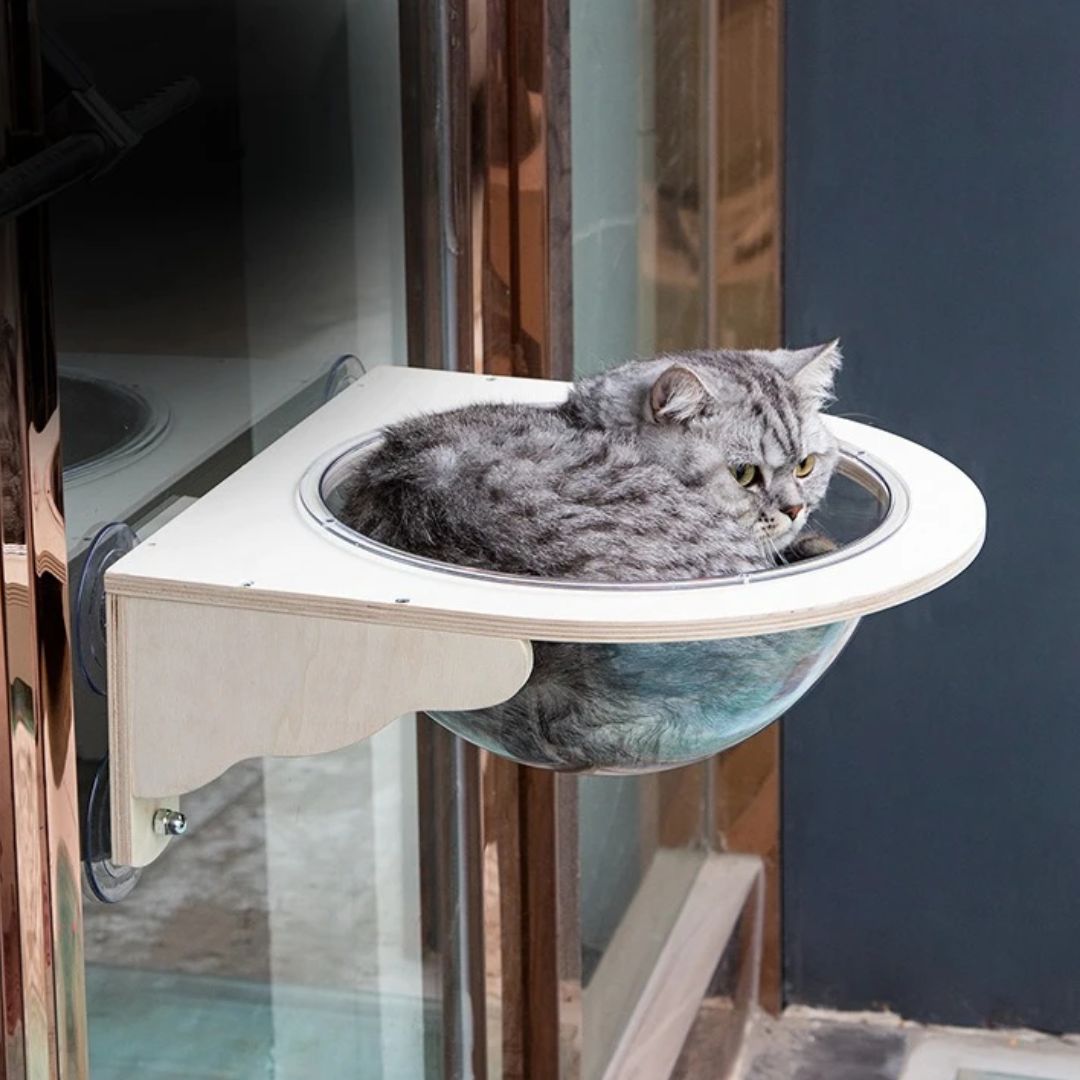 hamac chat fenetre stable habocats
