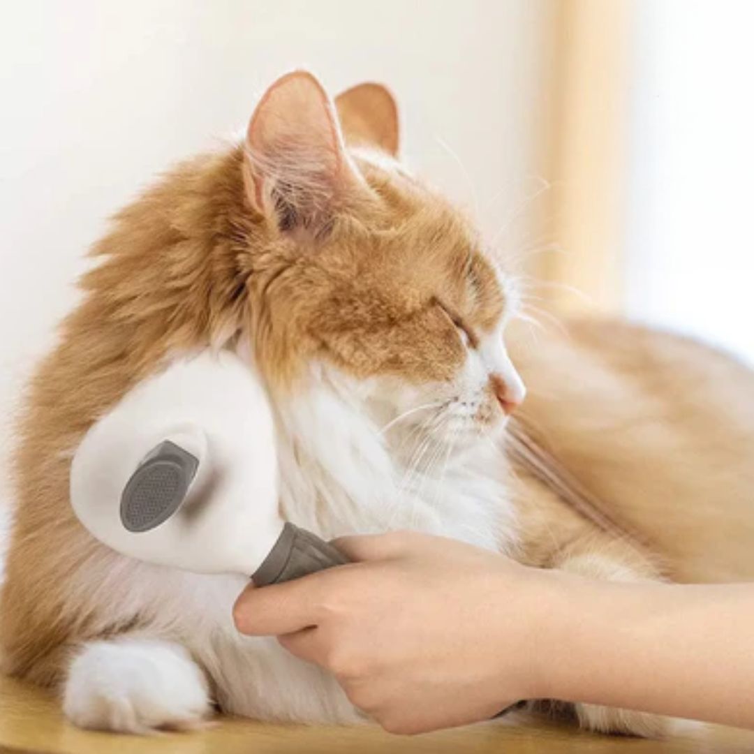 Brosse Chat | BounouCats™ - L'avenir des chats