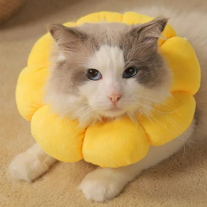 Collerette Chat | TousolCats™ - L'avenir des chats