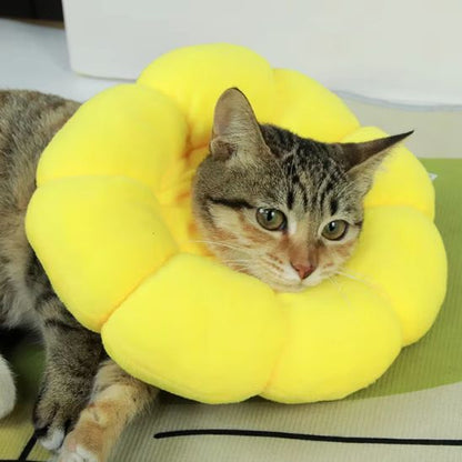 Collerette Chat | TousolCats™ - L'avenir des chats