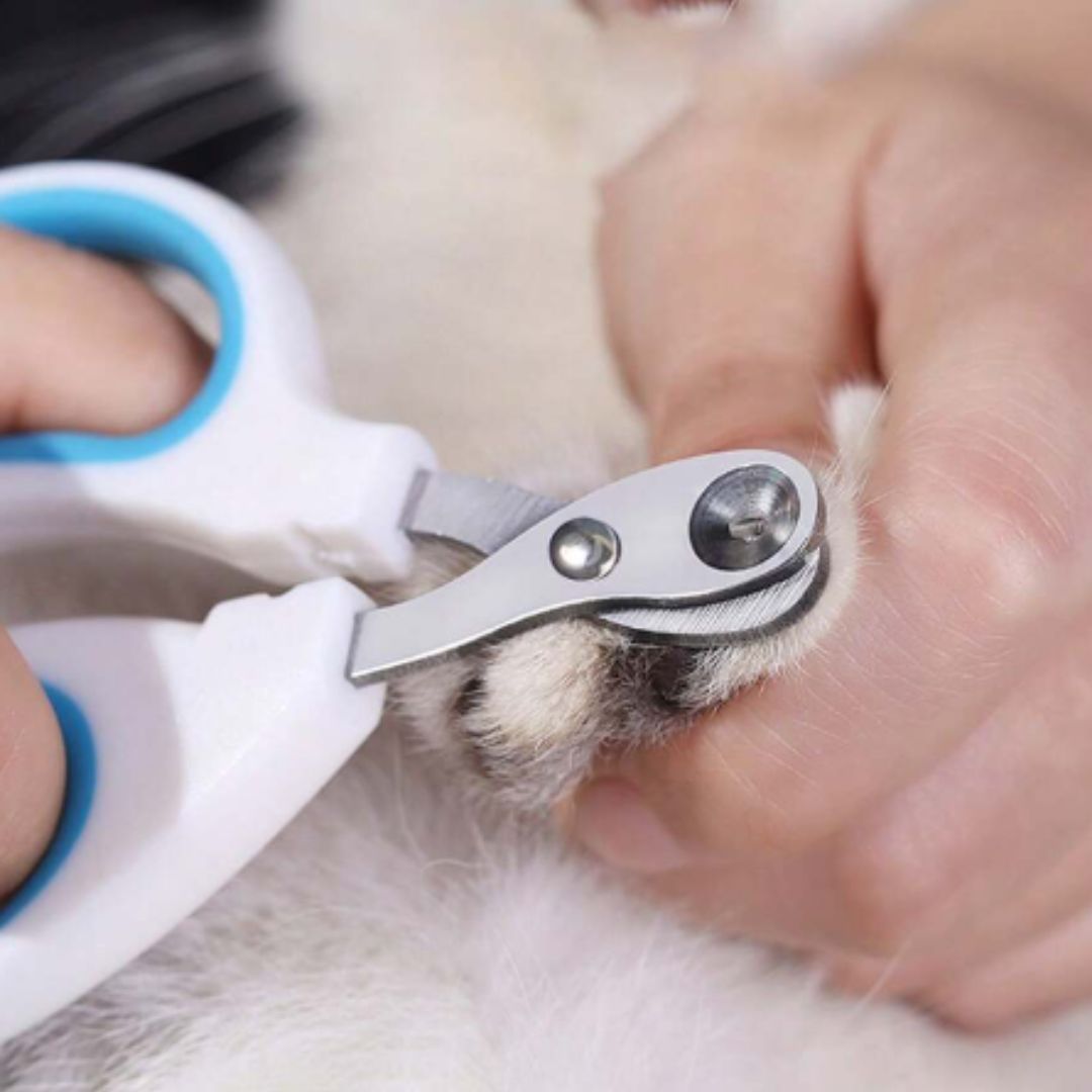 Coupe ongle pour chat | CopiCats™ - L'avenir des chats