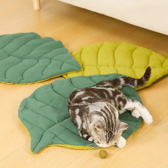 coussin-a-chat-deux-coussin-au-sol-avec-chat-gris