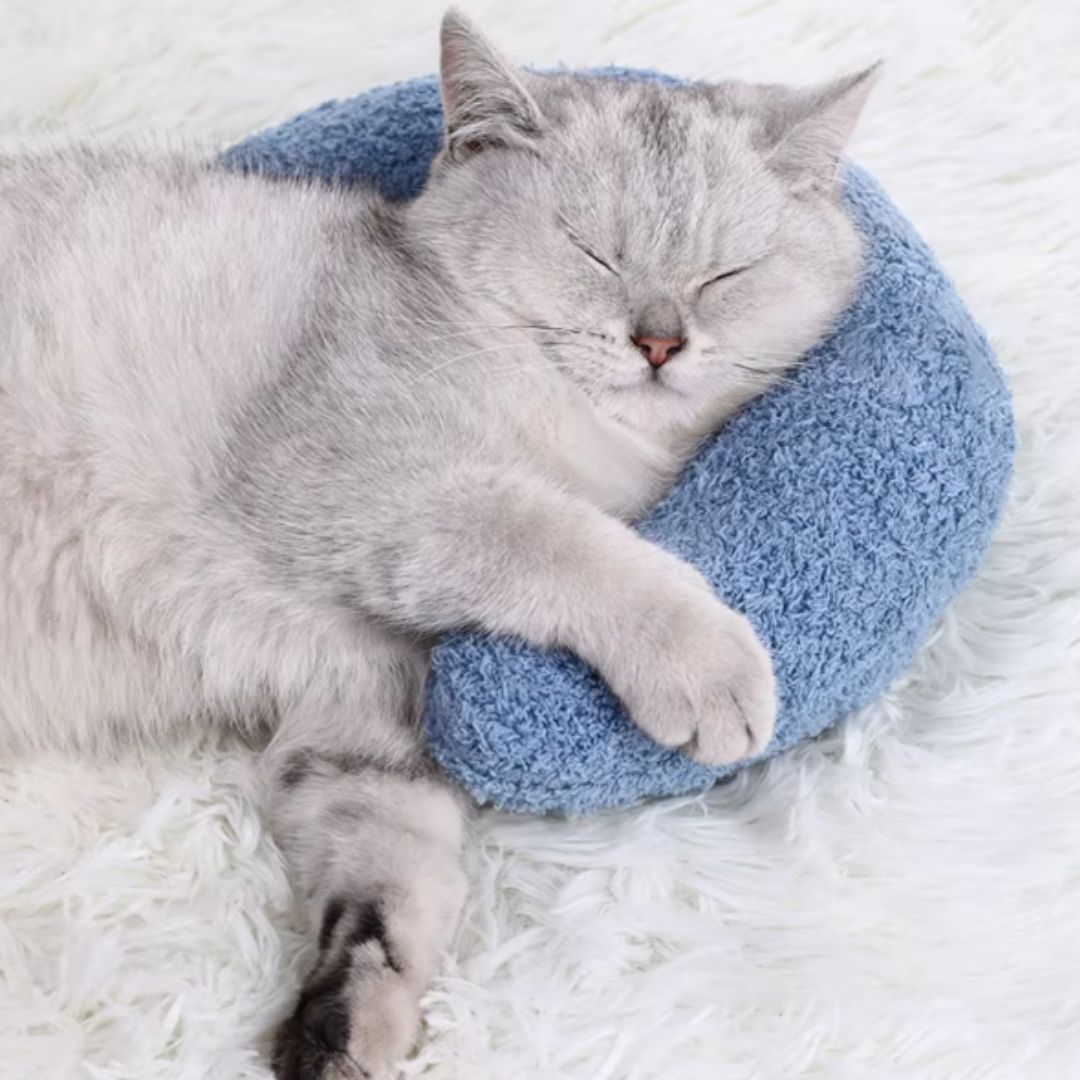 coussin chat de couleur bleu en forme de lune avec un chat gris qui se repose dessus