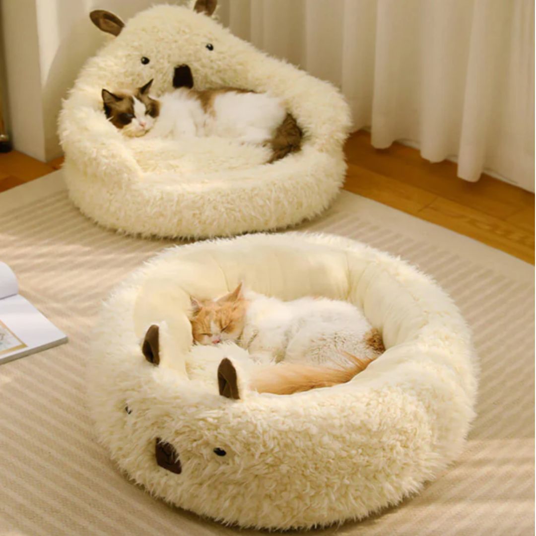 deux chat chacun dans un coussin rond et peluche blanc