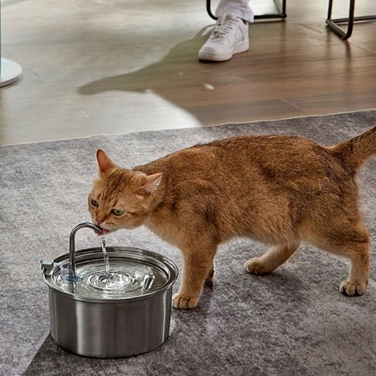 Fontaine a eau chat | AcofoCats™ - L'avenir des chats