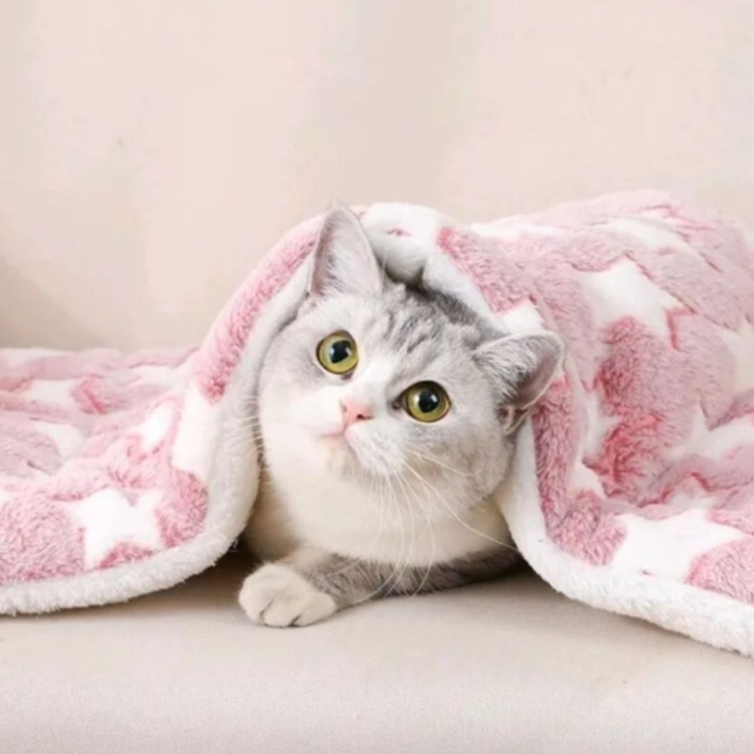 lit pour chat comme couverture de couleur rose avec un chat blanc caché en dessous