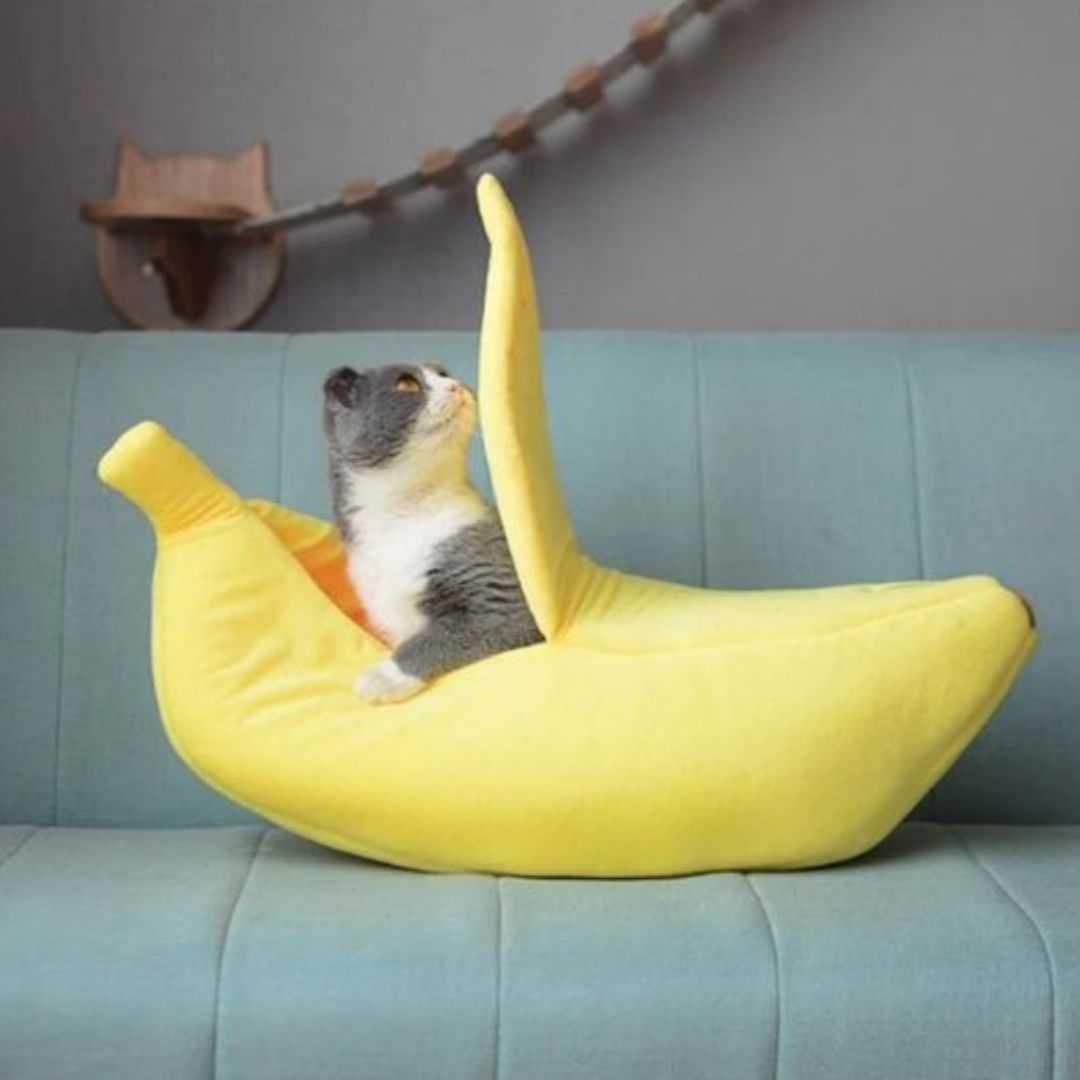 panier pour chat confort banacats